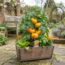 Tomato Buffalosun Variety Plants (Set of 3 or 6)