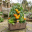 Set of 3 or 6 Large Plants - Tomato Buffalosun Variety, Ready to Plant in Your Garden