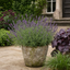 1 Nepeta Faassenii Walkers Low Catmint Plant, Bee Friendly Hardy Perennial, 3 Litre Root Ball