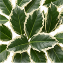 Ilex Argentea Marginata Silver Variegated Holly Plants