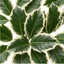 1 Ilex Argentea Marginata Silver Variegated Holly Plant, Hardy Evergreen Shrub, 3 Litre Root Ball