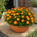 Bidens Taka Tuka Orange Yellow Brush Plant