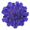 3 Scabious Blue Note Plants