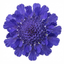 3 Scabious Blue Note Hardy Perennial Plants, Bee Friendly Pincushion Flower, 1 Litre Root Ball