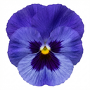 3 Pansy Delta Pro Marina Plants