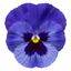 3 Pansy Delta Pro Marina Plants, Hardy Winter & Spring Flowering Pansies, 3 Litre Root Ball