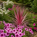 Petunia Sanguna Mega Pink Vein Plant (2L Pot)