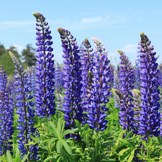 Lupin 'Legendary Blue' – Hardy Cottage Garden Perennial (Set of 3 or 6)