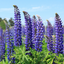 Set of 3 or 6 Lupin Legendary Blue, Ready to Plant in Your Garden, Peat Free