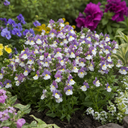 Nemesia Lady Kate Plant (5L Pot)