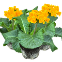Polyanthus Orange Plant