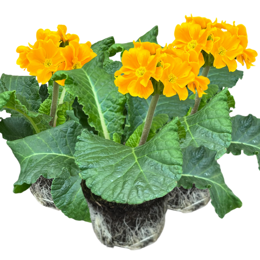 Polyanthus Orange – Hardy Winter and Spring Bedding (Set of 3 or 6)
