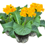 Polyanthus Orange