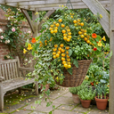 Tomato Tumbling Tom Yellow Plants (Set of 3 or 6)