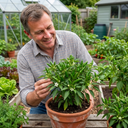 Padron Variety Plants (Set of 3 or 6)