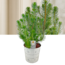 Christmas tree in white metal planter with lights