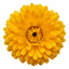 Set of 3 or 6 Garden Ready Plants – Calendula ‘Fiesta Yellow’, Ready to Plant