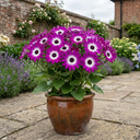 Senetti Magenta Bicolour Pericallis Plants