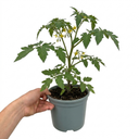Sweet Million Cherry Tomato Plants