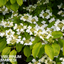1 Large Plant - Viburnum Mariesii, Ready to Plant in Your Garden, 3L Rootball