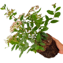 Viburnum Tinus Plant (3L Pot)