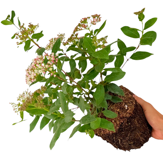 Viburnum tinus – Evergreen Flowering Shrub (3L Pot)