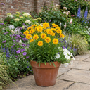 Coreopsis Early Sunrise Plants (Set of 3 or 6)