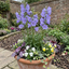 3 Campanula Persicifolia Caerulea Hardy Blue Bellflower Plants, Outdoor Garden Ready, 11cm Root-Ball