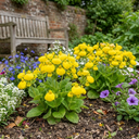 Calceolaria Calynopsis ‘Yellow’ Plants (Set of 3 or 6)