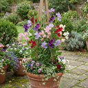 Set of 3 or 6 Large, Garden Ready Plants - Sweet Pea Growers Colour Mix, 10.5 cm