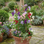 Set of 3 or 6 Large, Garden Ready Plants - Sweet Pea Growers Colour Mix, 10.5 cm