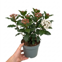 Viburnum Tinus Gwenllian Plants
