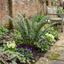 Set of 3 or 6 Dryopteris Atrata Wood Fern Plants, Hardy Evergreen Perennial Ferns for Shade, Outdoor Garden Ready, 1 Litre Root-Ball