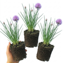Fresh Chive Herb Plants (Set of 3 or 6)