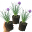 Set of 3 or 6 Fresh Chive Herb Plants, Hardy Perennial Live Herbs for Kitchen Garden, 1 Litre Root Ball