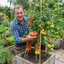 Set of 3 or 6 Live Tomato Plants Growers’ Mix, Ready to Plant Garden Vegetable Plants, Outdoor Garden Ready, 1L Root Ball