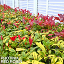 Photinia Red Robin Plant (2L Pot)