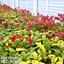1 Large Plant - Photinia Red Robin, Ready to Plant in Your Garden, 2L Pot