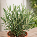 Mini Olive Bush, 1.5Ltr Pots, Small Olive Tree UK