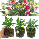 Fuchsia Diva White & Violet Plants (Set of 3 or 6)