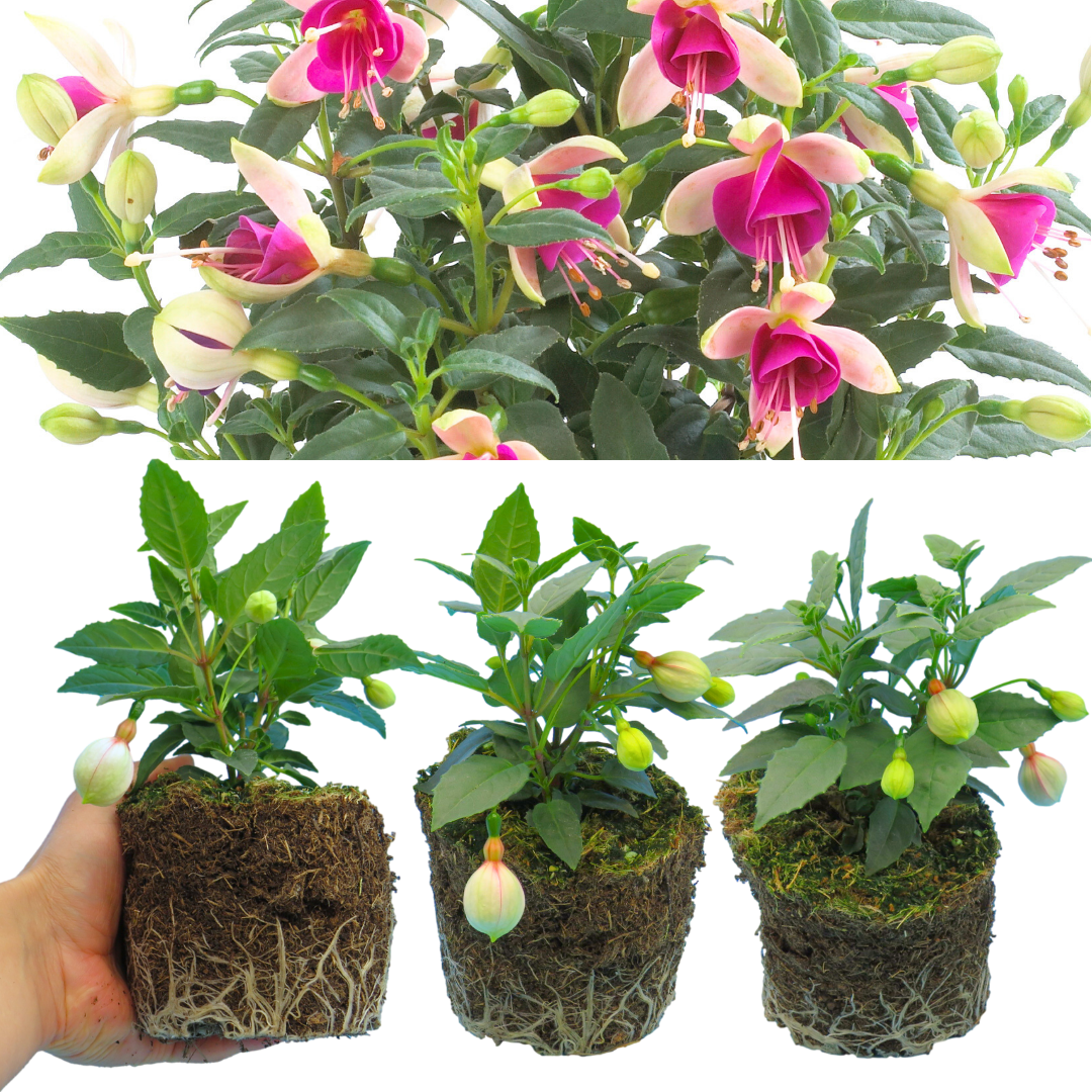 Fuchsia 'Diva White & Violet' – Summer Bedding (Set of 3 or 6)