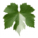 Grape Vine Vitis Centennial White Seedless Plants