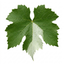 1 Grape Vine Vitis Centennial White Seedless Plant, Hardy Outdoor Garden Ready, 3 Litre Root Ball