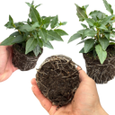 Set of 3 or 6 Large, Garden Ready Plants - Fuchsia Bella Mariska (Light Pink & Purple)