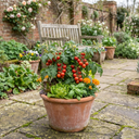 Tomato Crokini Variety Plants (Set of 3 or 6)