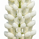 Lupin Legendary White Shades Perennial Plants