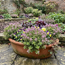 Thymus citriodorus ‘Doone Valley’ Thyme Herb Plants (Set of 3 or 6)