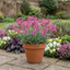 3 Silene Schafta Hardy Perennial Plants, Pink Flowering Ground Cover for Rockery, 1 Litre Root Ball