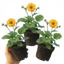 Geum Lady Stratheden Plants (Set of 3 or 6)