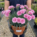 Cottage Pink Dianthus Pink Celebration Plant (5L Pot)